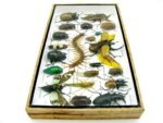 Echte exotische Insekten - Einzelstück - im 3D L-Schaukasten - Wandbild 5-A-L-45 – Bild 8