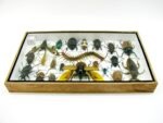 Echte exotische Insekten - Einzelstück - im 3D L-Schaukasten - Wandbild 5-A-L-45 – Bild 9