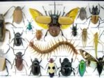 Echte exotische Insekten - Einzelstück - im 3D L-Schaukasten - Wandbild 5-A-L-45 – Bild 10