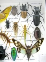 Echte exotische Insekten - Einzelstück - im 3D L-Schaukasten - Wandbild 5-A-L-45 – Bild 11