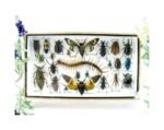 Echte exotische Insekten - Einzelstück - im 3D L-Schaukasten - Wandbild 4-A-L-46