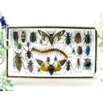 Echte exotische Insekten - Einzelstück - im 3D L-Schaukasten - Wandbild 4-A-L-46