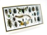 Echte exotische Insekten - Einzelstück - im 3D L-Schaukasten - Wandbild 4-A-L-46 – Bild 2