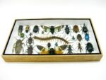 Echte exotische Insekten - Einzelstück - im 3D L-Schaukasten - Wandbild 4-A-L-46 – Bild 4