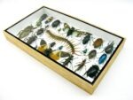 Echte exotische Insekten - Einzelstück - im 3D L-Schaukasten - Wandbild 4-A-L-46 – Bild 5