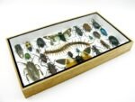 Echte exotische Insekten - Einzelstück - im 3D L-Schaukasten - Wandbild 4-A-L-46 – Bild 6
