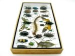 Echte exotische Insekten - Einzelstück - im 3D L-Schaukasten - Wandbild 4-A-L-46 – Bild 7