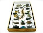 Echte exotische Insekten - Einzelstück - im 3D L-Schaukasten - Wandbild 4-A-L-46 – Bild 8