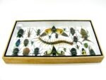 Echte exotische Insekten - Einzelstück - im 3D L-Schaukasten - Wandbild 4-A-L-46 – Bild 9