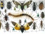 Echte exotische Insekten - Einzelstück - im 3D L-Schaukasten - Wandbild 4-A-L-46 – Bild 10