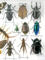 Echte exotische Insekten - Einzelstück - im 3D L-Schaukasten - Wandbild 4-A-L-46 – Bild 11