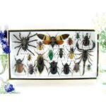 Echte exotische Insekten - Einzelstück - im 3D L-Schaukasten - Wandbild 4-A-L-47