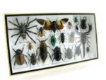 Echte exotische Insekten - Einzelstück - im 3D L-Schaukasten - Wandbild 4-A-L-47 – Bild 2