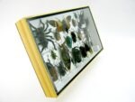 Echte exotische Insekten - Einzelstück - im 3D L-Schaukasten - Wandbild 4-A-L-47 – Bild 3