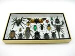 Echte exotische Insekten - Einzelstück - im 3D L-Schaukasten - Wandbild 4-A-L-47 – Bild 4