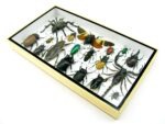 Echte exotische Insekten - Einzelstück - im 3D L-Schaukasten - Wandbild 4-A-L-47 – Bild 5