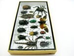 Echte exotische Insekten - Einzelstück - im 3D L-Schaukasten - Wandbild 4-A-L-47 – Bild 8