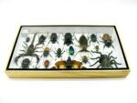Echte exotische Insekten - Einzelstück - im 3D L-Schaukasten - Wandbild 4-A-L-47 – Bild 9