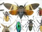 Echte exotische Insekten - Einzelstück - im 3D L-Schaukasten - Wandbild 4-A-L-47 – Bild 10