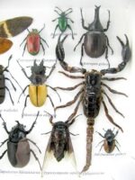 Echte exotische Insekten - Einzelstück - im 3D L-Schaukasten - Wandbild 4-A-L-47 – Bild 11