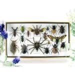 Echte exotische Insekten - Einzelstück - im 3D L-Schaukasten - Wandbild 7-A-L-48