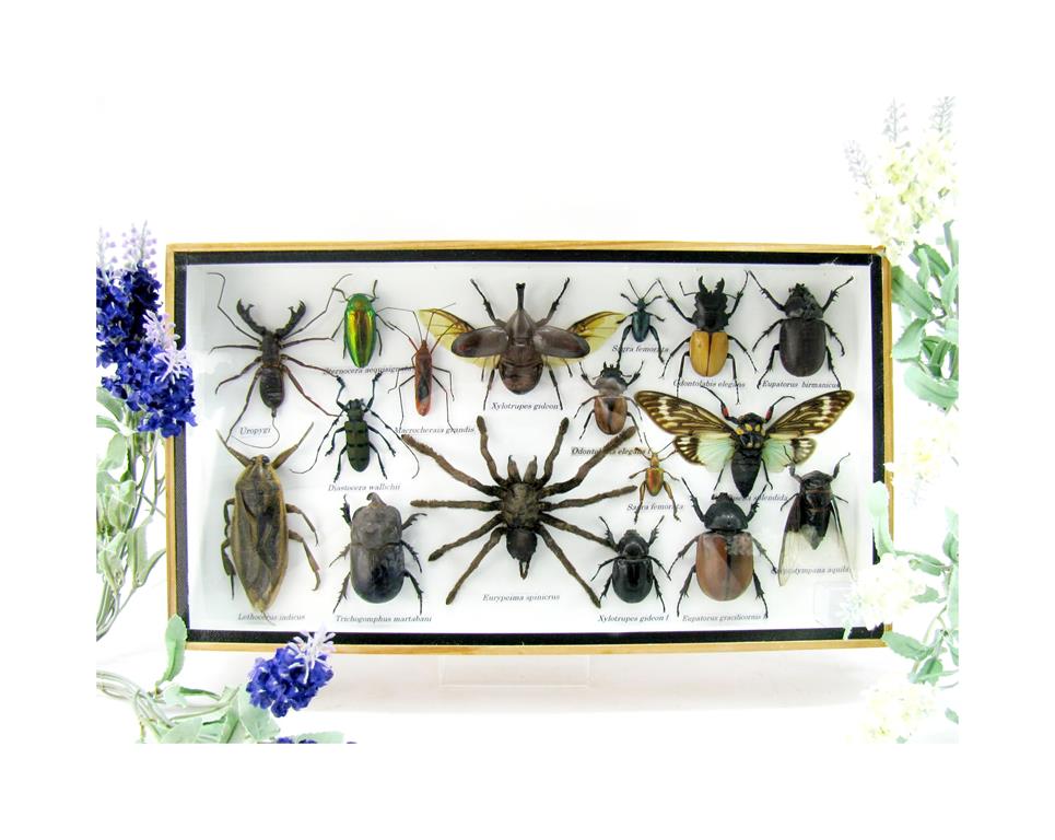 Wunderschöne, tropische und natürlich echte Insekten aus nachhaltiger Zucht im XL Schaukasten a-insekten-L-48-a