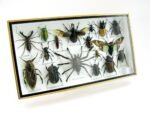 Echte exotische Insekten - Einzelstück - im 3D L-Schaukasten - Wandbild 7-A-L-48 – Bild 2
