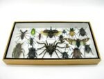 Echte exotische Insekten - Einzelstück - im 3D L-Schaukasten - Wandbild 7-A-L-48 – Bild 4
