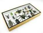 Echte exotische Insekten - Einzelstück - im 3D L-Schaukasten - Wandbild 7-A-L-48 – Bild 6