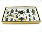 Echte exotische Insekten - Einzelstück - im 3D L-Schaukasten - Wandbild 7-A-L-48 – Bild 9