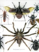 Echte exotische Insekten - Einzelstück - im 3D L-Schaukasten - Wandbild 7-A-L-48 – Bild 10