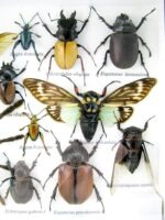 Echte exotische Insekten - Einzelstück - im 3D L-Schaukasten - Wandbild 7-A-L-48 – Bild 11