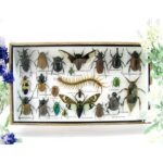 Echte exotische Insekten - Einzelstück - im 3D L-Schaukasten - Wandbild 3-A-L-49