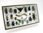 Echte exotische Insekten - Einzelstück - im 3D L-Schaukasten - Wandbild 3-A-L-49 – Bild 2