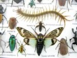 Echte exotische Insekten - Einzelstück - im 3D L-Schaukasten - Wandbild 3-A-L-49 – Bild 10