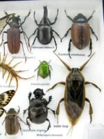 Echte exotische Insekten - Einzelstück - im 3D L-Schaukasten - Wandbild 3-A-L-49 – Bild 11