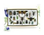 Echte exotische Insekten - Einzelstück - im 3D L-Schaukasten - Wandbild 4-A-L-50