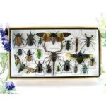 Echte exotische Insekten - Einzelstück - im 3D L-Schaukasten - Wandbild 4-A-L-50