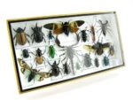 Echte exotische Insekten - Einzelstück - im 3D L-Schaukasten - Wandbild 4-A-L-50 – Bild 2