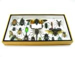 Echte exotische Insekten - Einzelstück - im 3D L-Schaukasten - Wandbild 4-A-L-50 – Bild 4