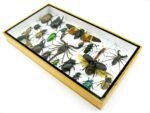 Echte exotische Insekten - Einzelstück - im 3D L-Schaukasten - Wandbild 4-A-L-50 – Bild 5