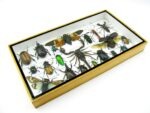 Echte exotische Insekten - Einzelstück - im 3D L-Schaukasten - Wandbild 4-A-L-50 – Bild 6
