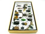 Echte exotische Insekten - Einzelstück - im 3D L-Schaukasten - Wandbild 4-A-L-50 – Bild 7