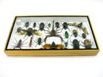 Echte exotische Insekten - Einzelstück - im 3D L-Schaukasten - Wandbild 4-A-L-50 – Bild 9