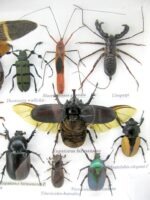 Echte exotische Insekten - Einzelstück - im 3D L-Schaukasten - Wandbild 4-A-L-50 – Bild 11