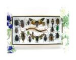 Echte exotische Insekten - Einzelstück - im 3D L-Schaukasten - Wandbild 3-A-L-51