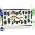 Echte exotische Insekten - Einzelstück - im 3D L-Schaukasten - Wandbild 3-A-L-51