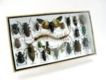 Echte exotische Insekten - Einzelstück - im 3D L-Schaukasten - Wandbild 3-A-L-51 – Bild 2