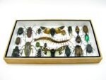 Echte exotische Insekten - Einzelstück - im 3D L-Schaukasten - Wandbild 3-A-L-51 – Bild 4