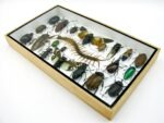 Echte exotische Insekten - Einzelstück - im 3D L-Schaukasten - Wandbild 3-A-L-51 – Bild 5